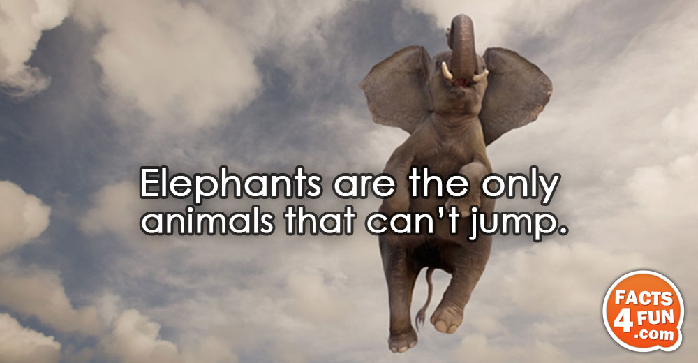 Elephants are the only animals that can’t jump.