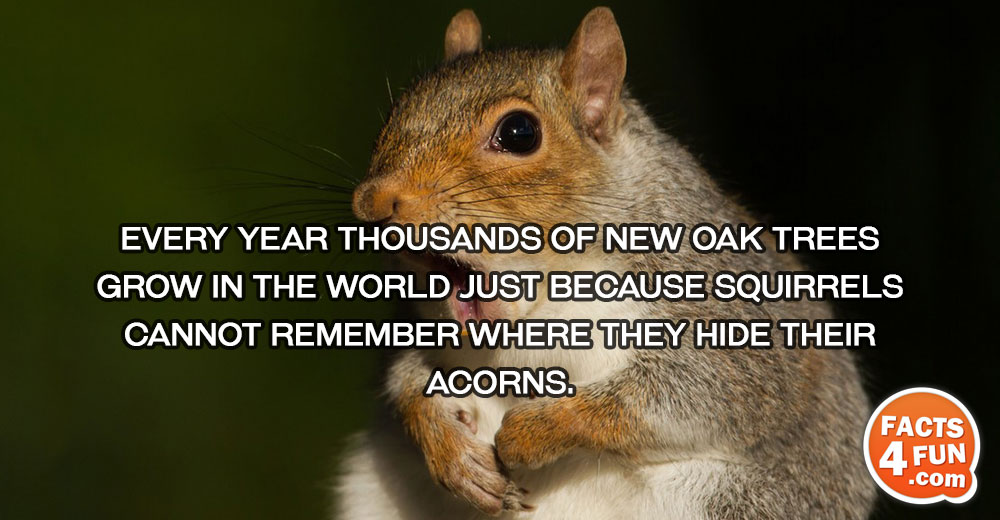 Every year thousands of new oak trees grow in the world just because squirrels cannot remember