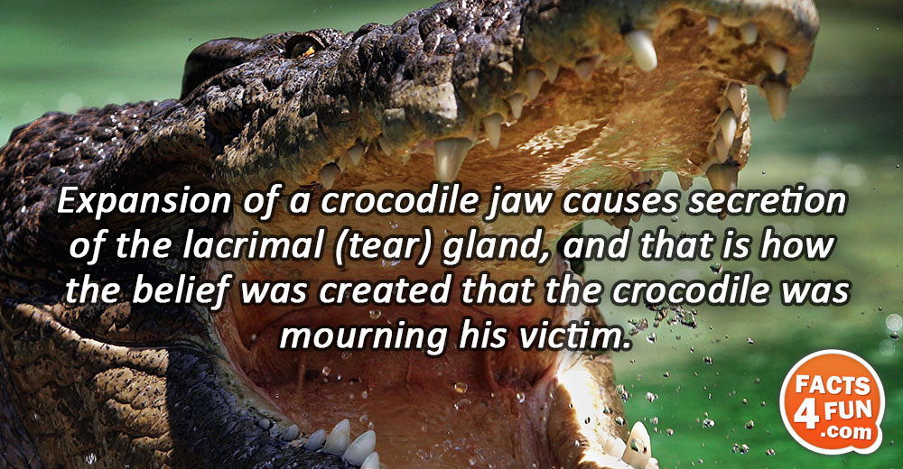 Expansion of a crocodile jaw causes secretion of the lacrimal (tear) gland, and that is how