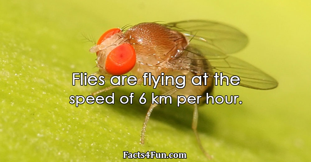 Flies are flying at the speed of 6 km per hour. 