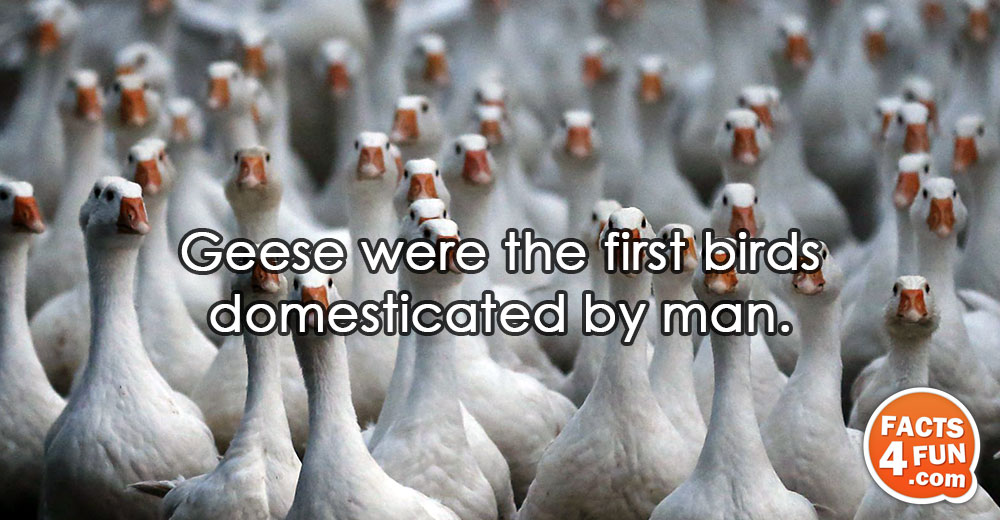 Geese were the first birds domesticated by man.