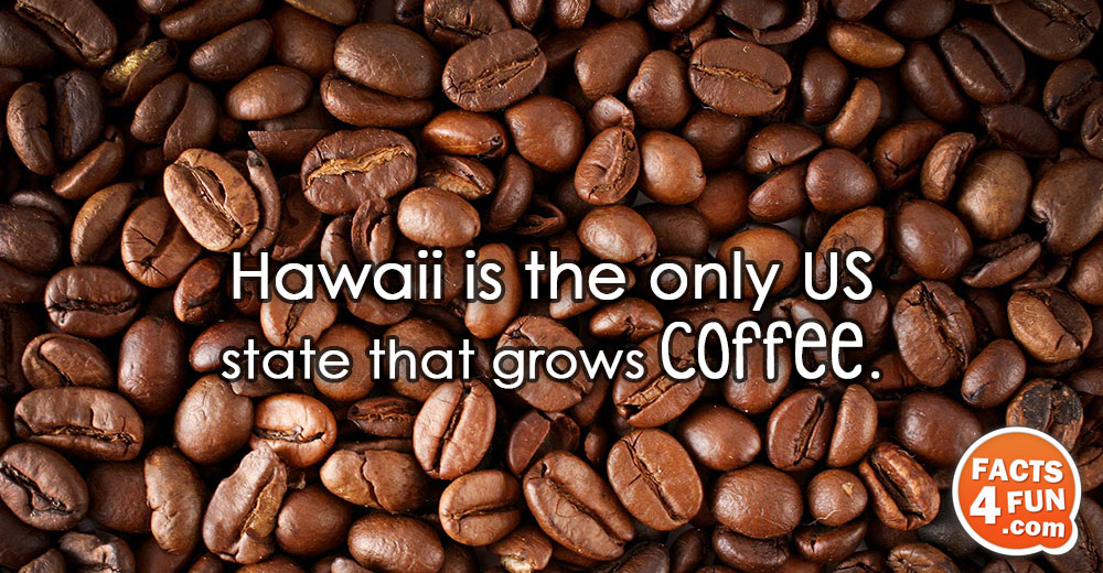 Hawaii is the only US state that grows coffee.