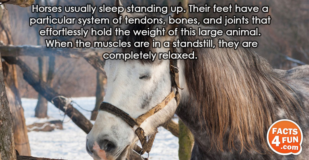 Horses usually sleep standing up. Their feet have a particular system of tendons, bones, and joints