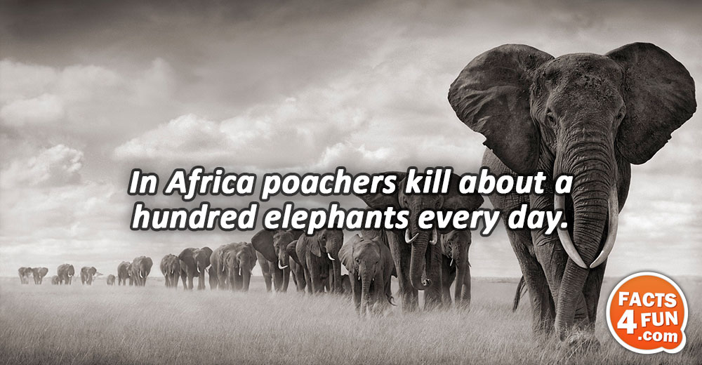 In Africa poachers kill about a hundred elephants every day.
