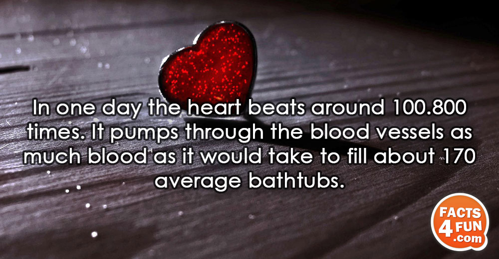 In one day the heart beats around 100.800 times. It pumps through the blood vessels as