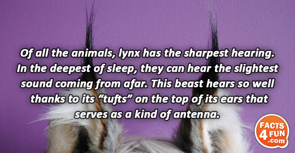 Of all the animals, lynx has the sharpest hearing. In the deepest of sleep, they can