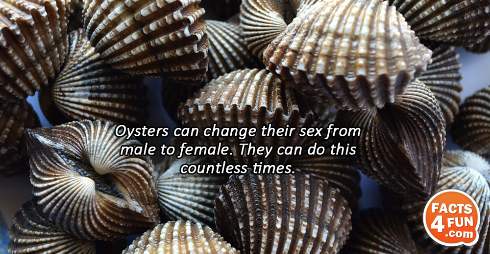Oysters can change their sex from male to female. They can do this countless times.