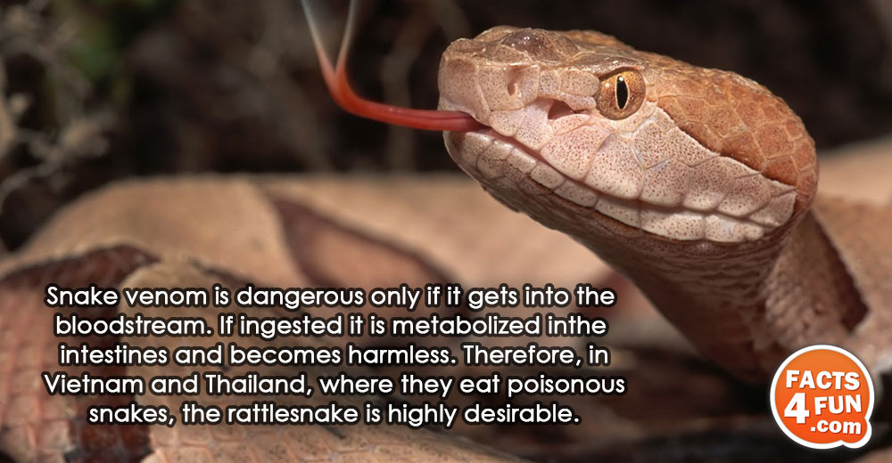Snake venom is dangerous only if it gets into the bloodstream. If ingested it is metabolized