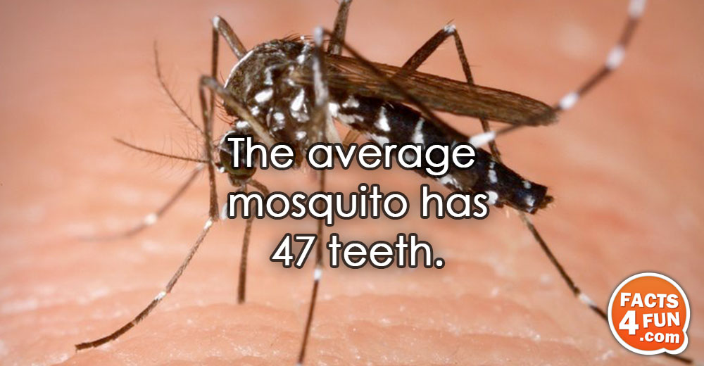 The average mosquito has 47 teeth.