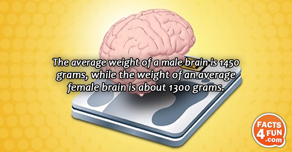 The average weight of a male brain is 1450 grams, while the weight of an average