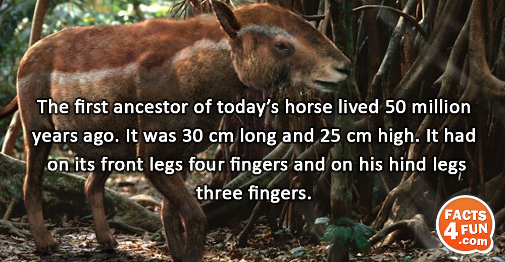 The first ancestor of today’s horse lived 50 million years ago. It was 30 cm long