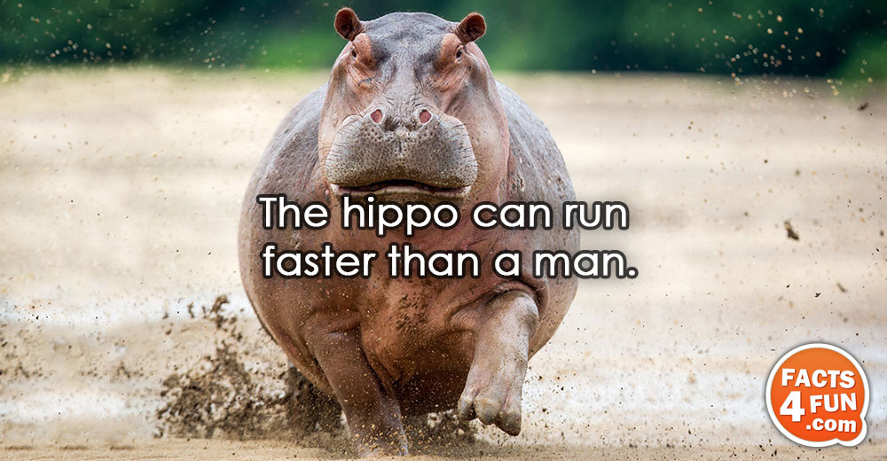 The hippo can run faster than a man.