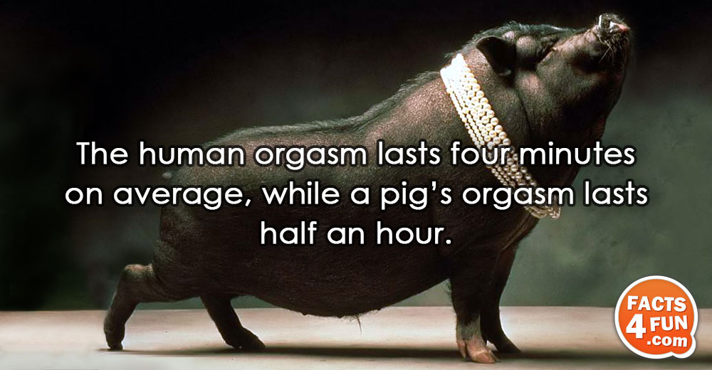 The human orgasm lasts four minutes on average, while a pig’s orgasm lasts half an hour.