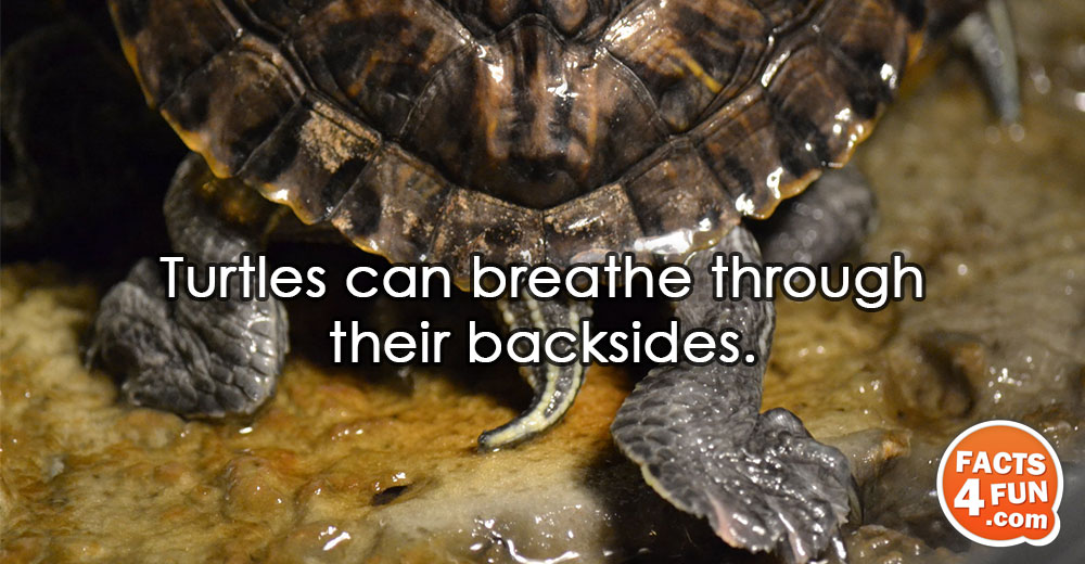 Turtles can breathe through their backsides.