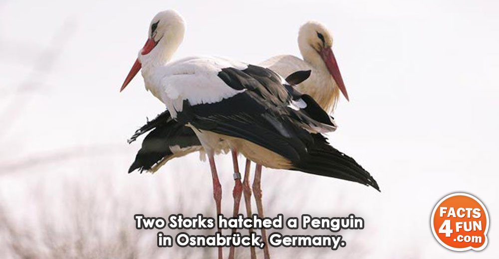 Two Storks hatched a Penguin in Osnabrück, Germany. 